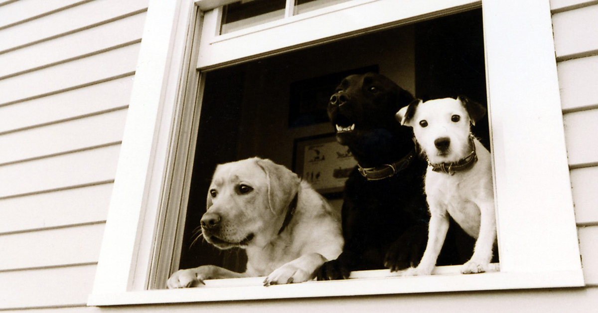 Perché i cani stanno alla finestra (e guardano tutto)?