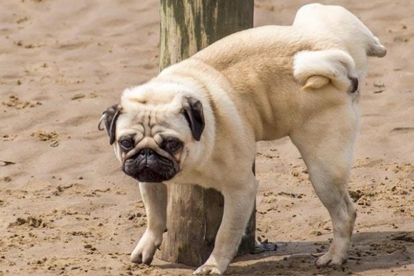 ossalato di calcio nella pipì del cane