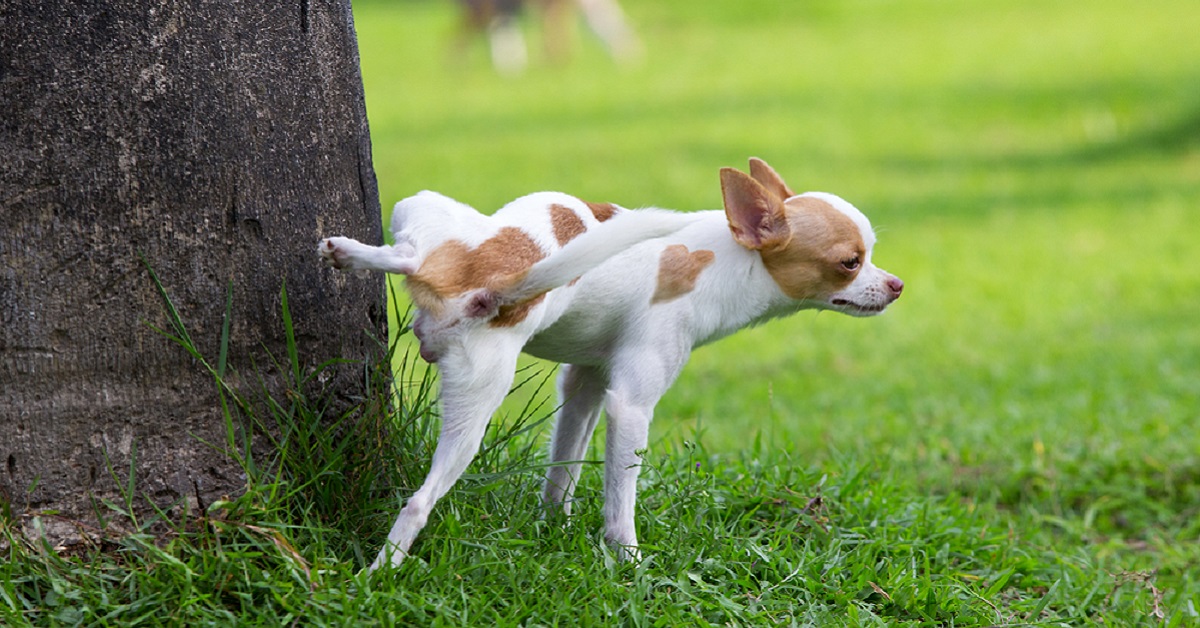 Perché i cani fanno la pipì a rate e non in una volta sola?