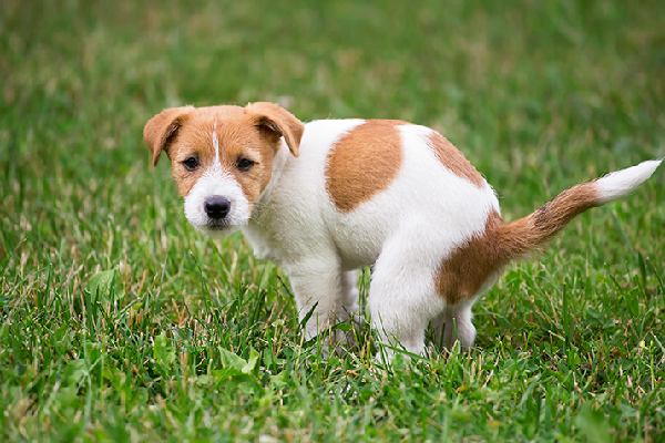 cucciolo di cane fa i bisogni