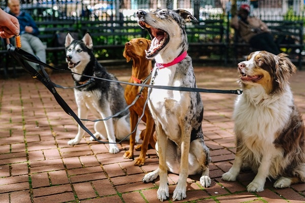 cani a passeggio