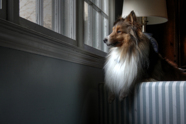 perché il cane abbaia quando suona il campanello?