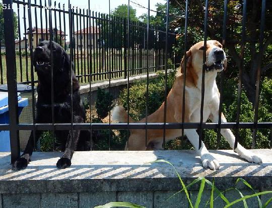 il cane abbaia quando suona il campanello, perché