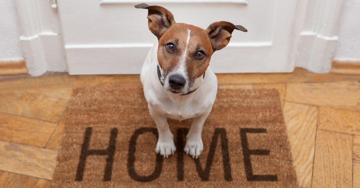 Perché il cane abbaia quando suona il campanello?