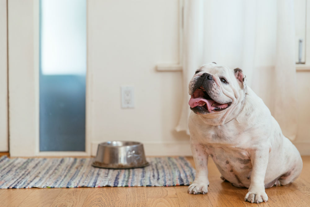 perché il cane abbaia quando suona il campanello? scopriamo il motivo 