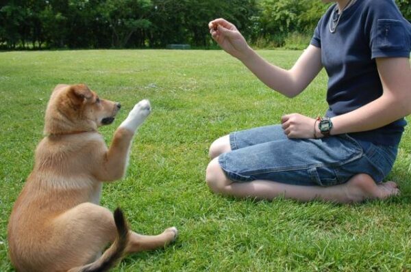 Cane addestrato per riconoscere gli umani