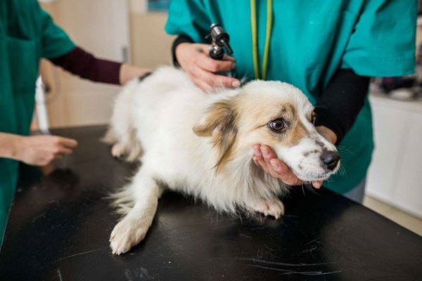 motivi per i quali il cane si morde le unghie