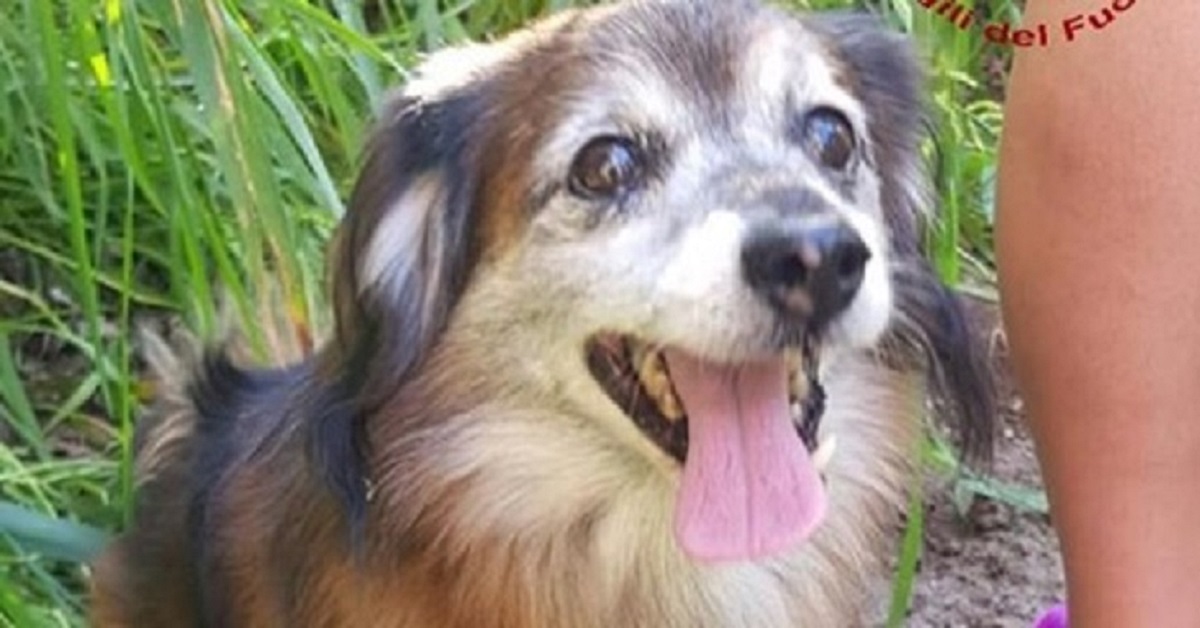 Piove di Sacco, cane fugge dalla proprietaria per salvare un segugio