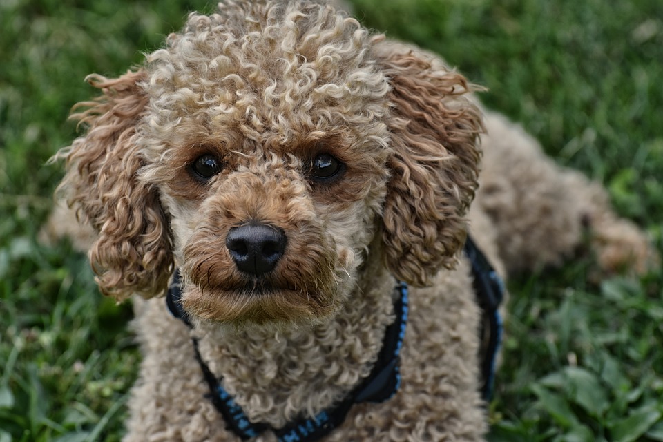 Bilancia: un cane sensibile e devoto