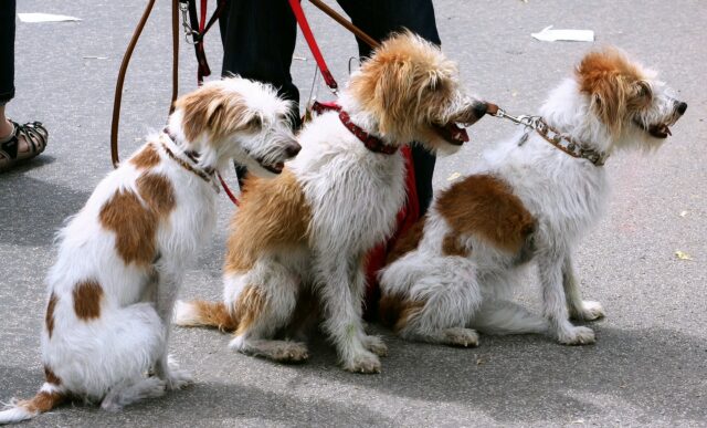 tre cani al guinzaglio per strada