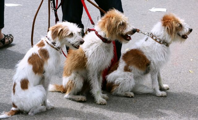 Come si fa a portare a spasso più cani in una volta sola?