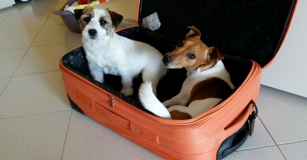 Preparare il cane al distacco prima di un viaggio: ecco come