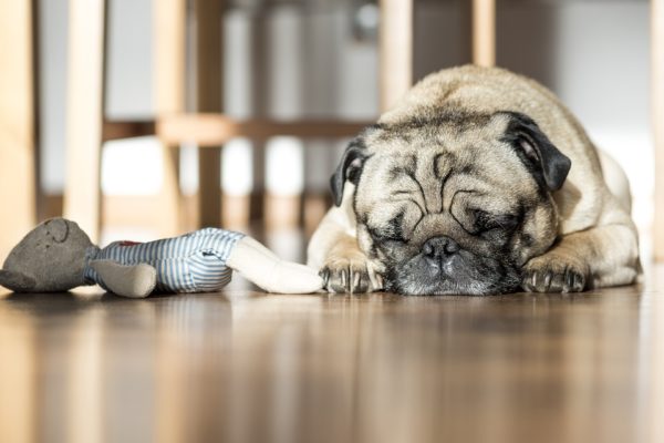 Come riuscire a preparare il nostro cane al distacco