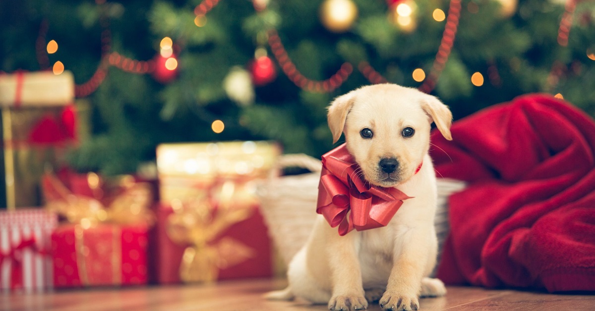 primo natale del cucciolo di cane