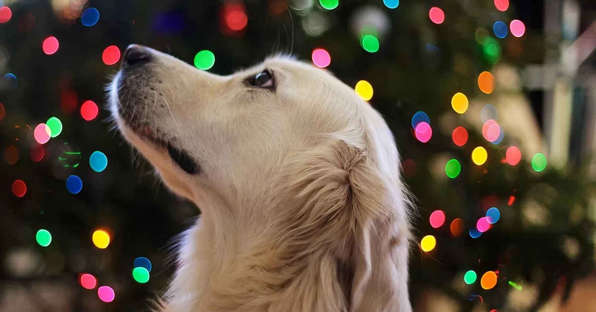 cane e luci di natale