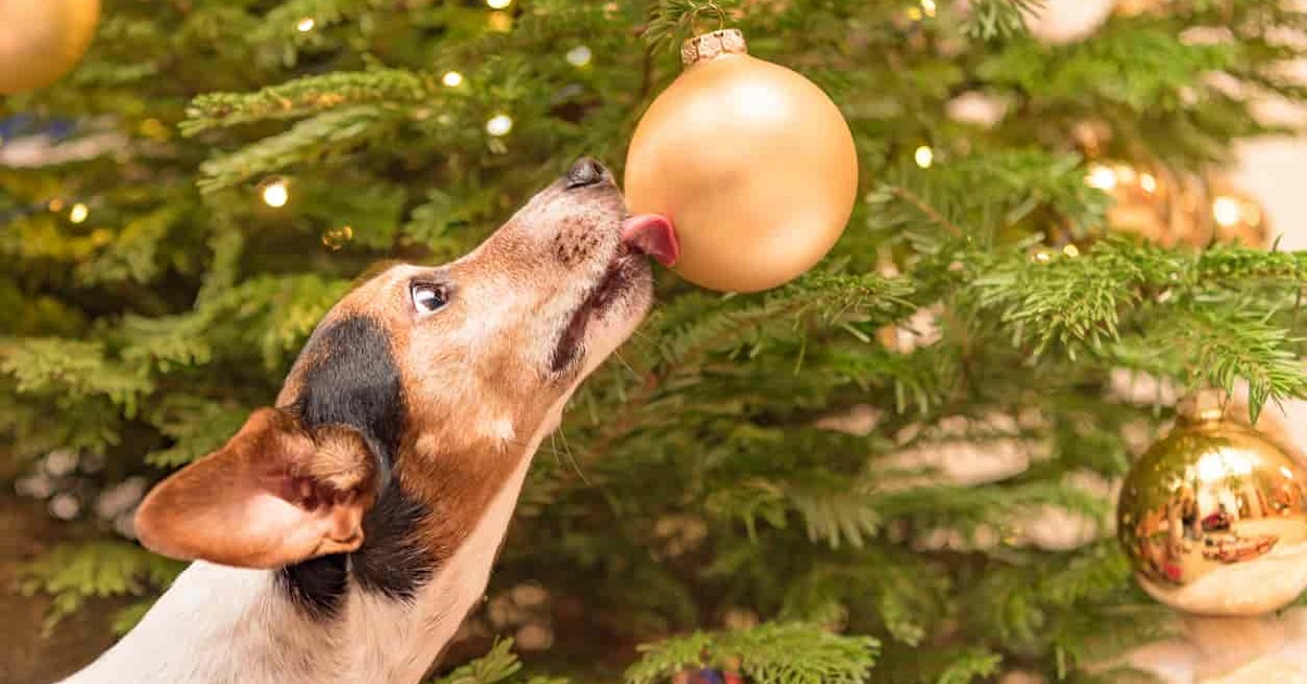 cane e decorazioni natalizie