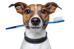 cane che lava i denti senza bicarbonato