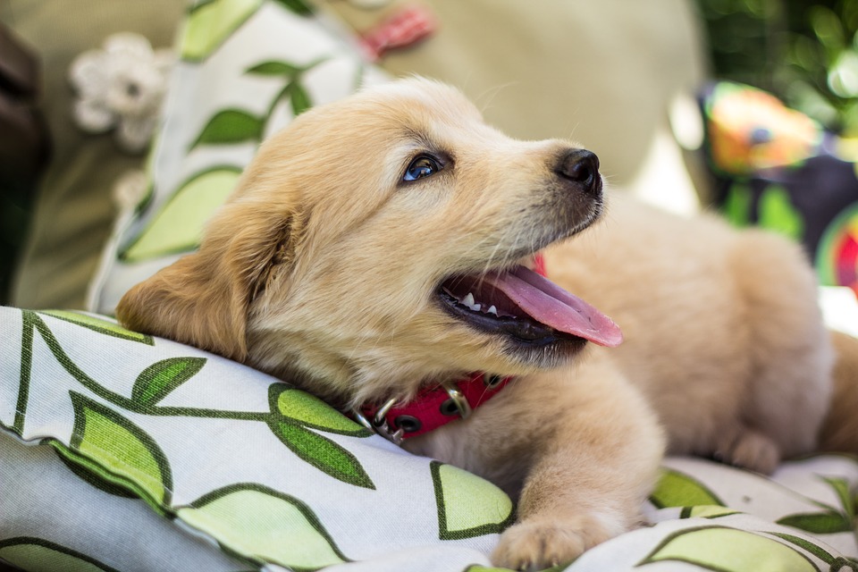 Cane di segno Ariete: caratteristiche, temperamento