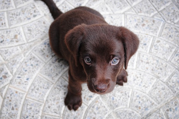 Cosa fare se il cane fa la pipì dopo che è uscito