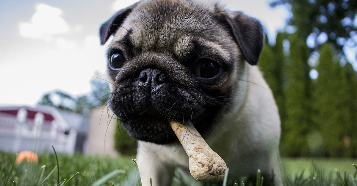 Il cane finge di seppellire il cibo prima di mangiare: che vuol dire?