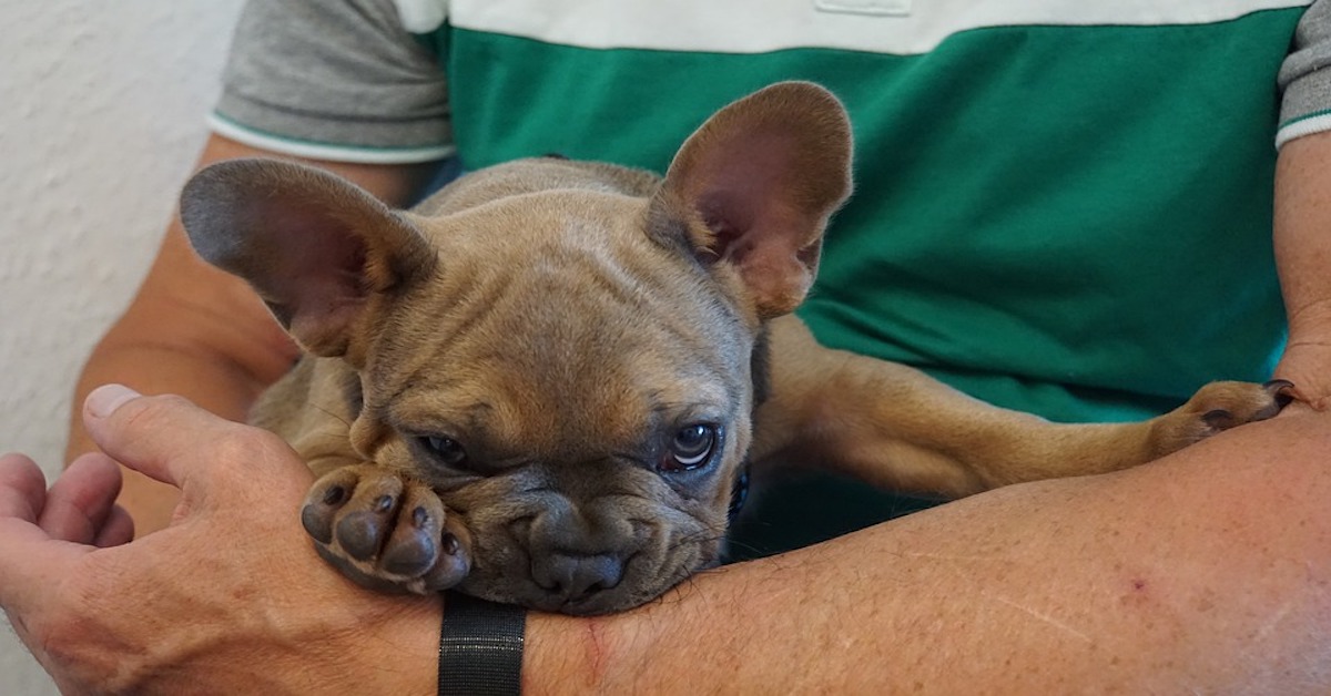 Coccolare le orecchie del cane: ecco perché (e come) lo adora