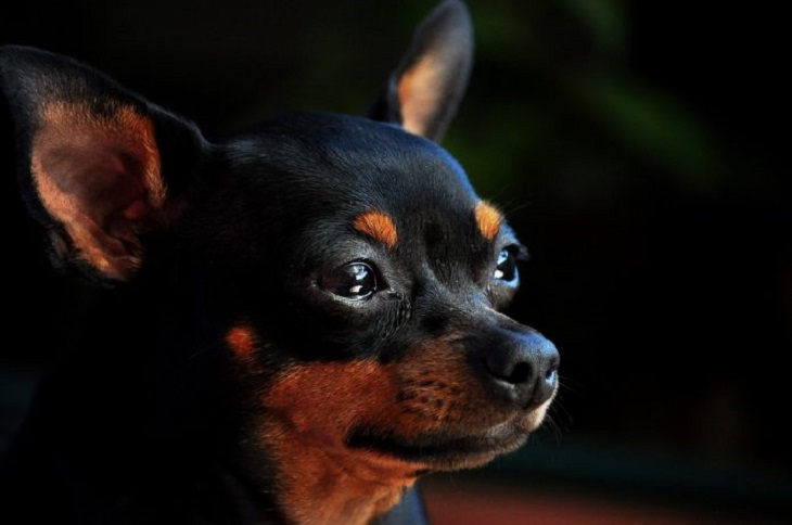 puppy-cane-scomparso
