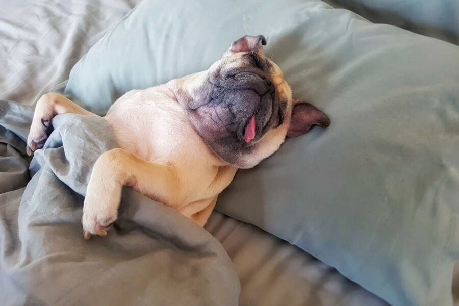 cane dorme sotto le lenzuola