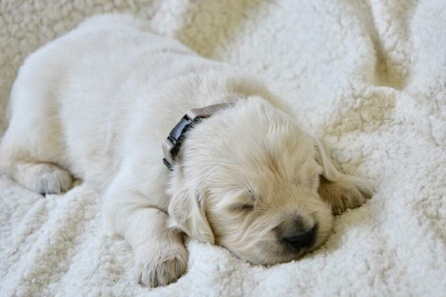 cucciolo di cane bianco