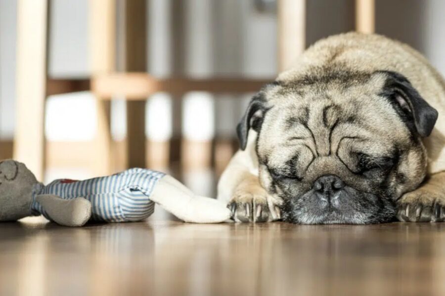 cane con peluche