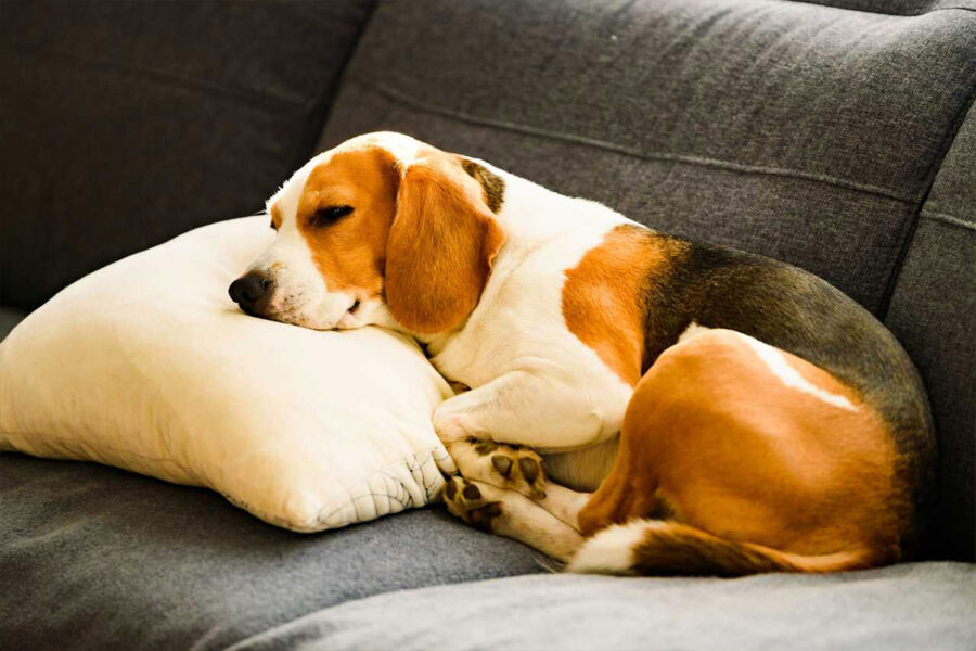 cane dorme su cuscino