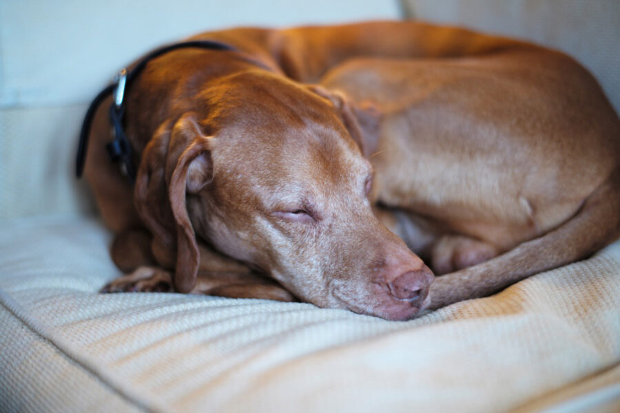 cane dorme raggomitolato