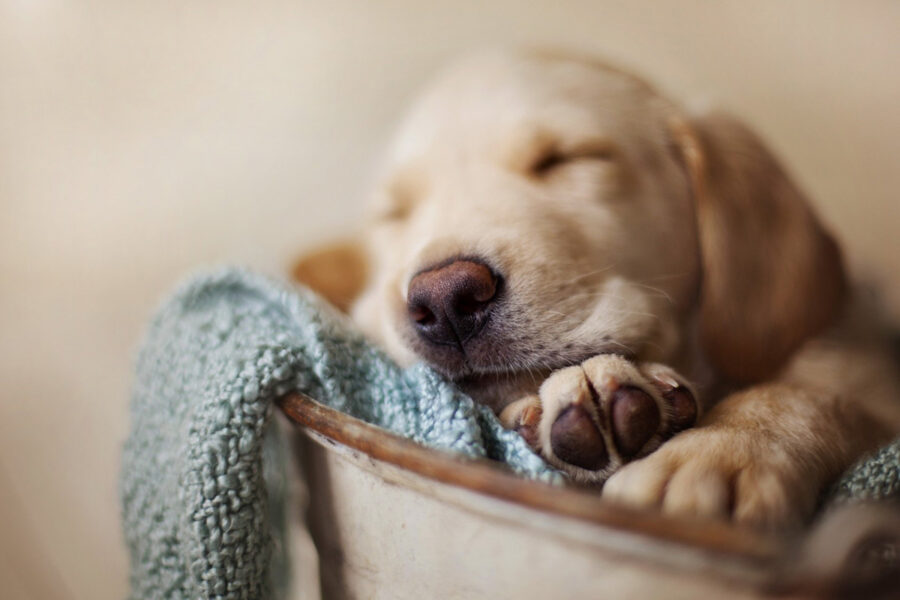 cucciolo di cane che dorme