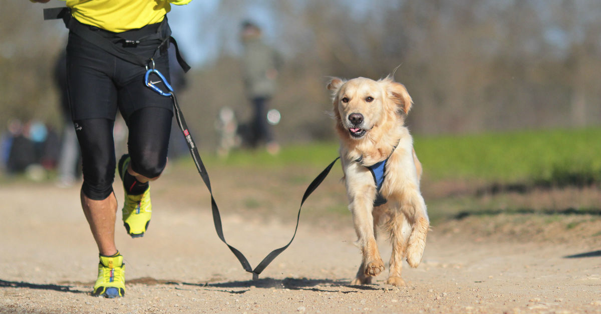5 ragioni per correre con il cane ed essere felici in due