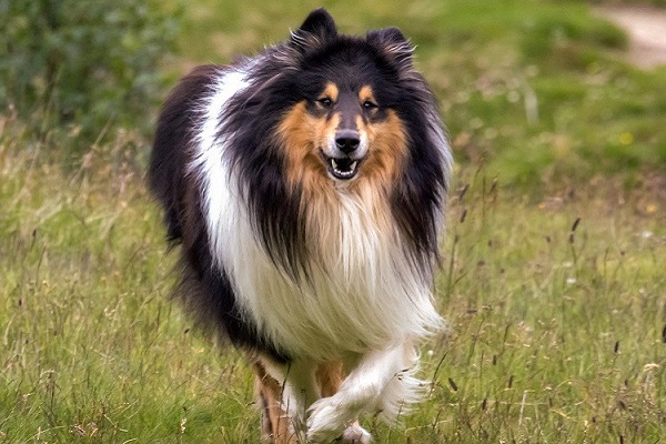 cane collie