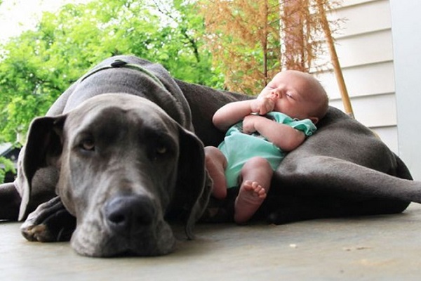 neonato dorme tra le zampe di un cane