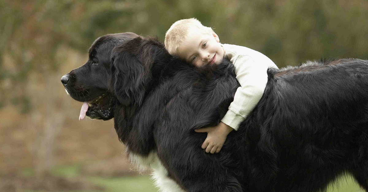 Razze di cani gentili: i più dolci e nobili al mondo