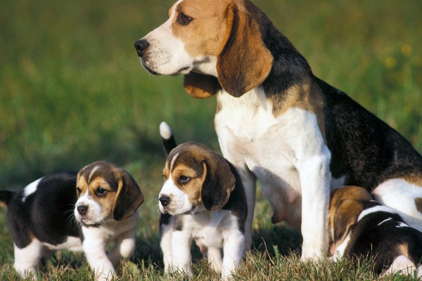 mamma con cuccioli di cane