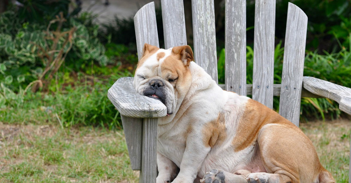 Repellente per cani fatto in casa, ecco tutti i passaggi