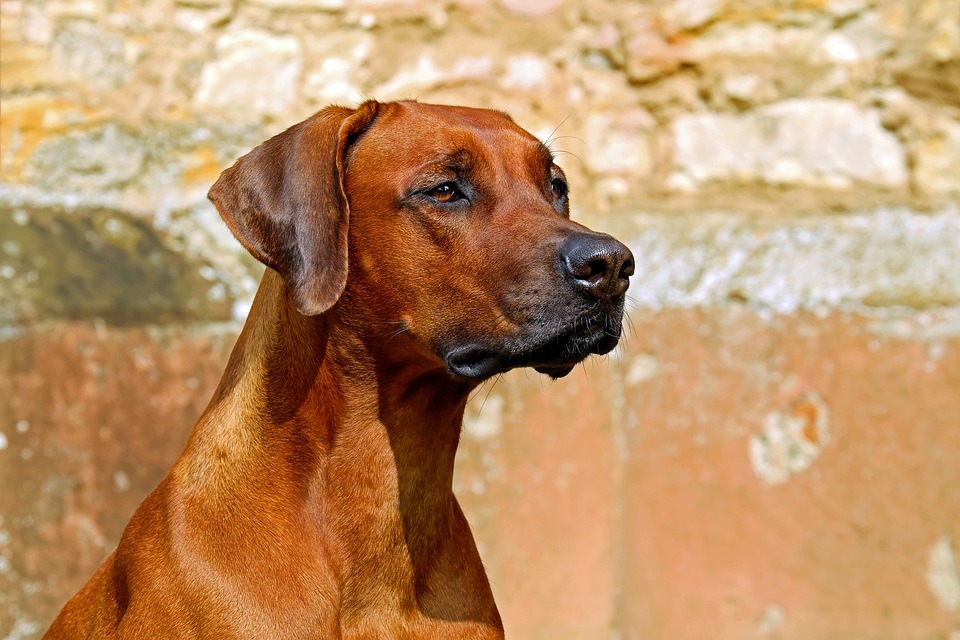 Cane di segno leone: caratteristiche, temperamento