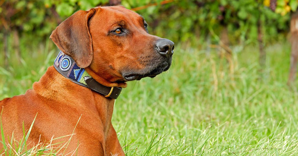 Come mai i cani fanno la cacca solo in alcuni luoghi?