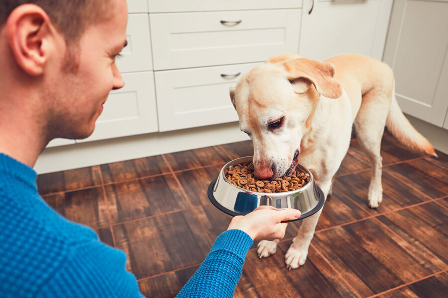 cane mangia dalla ciotola