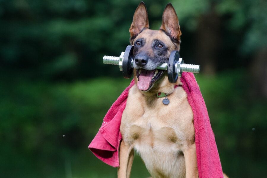cane pronto ad allenarsi