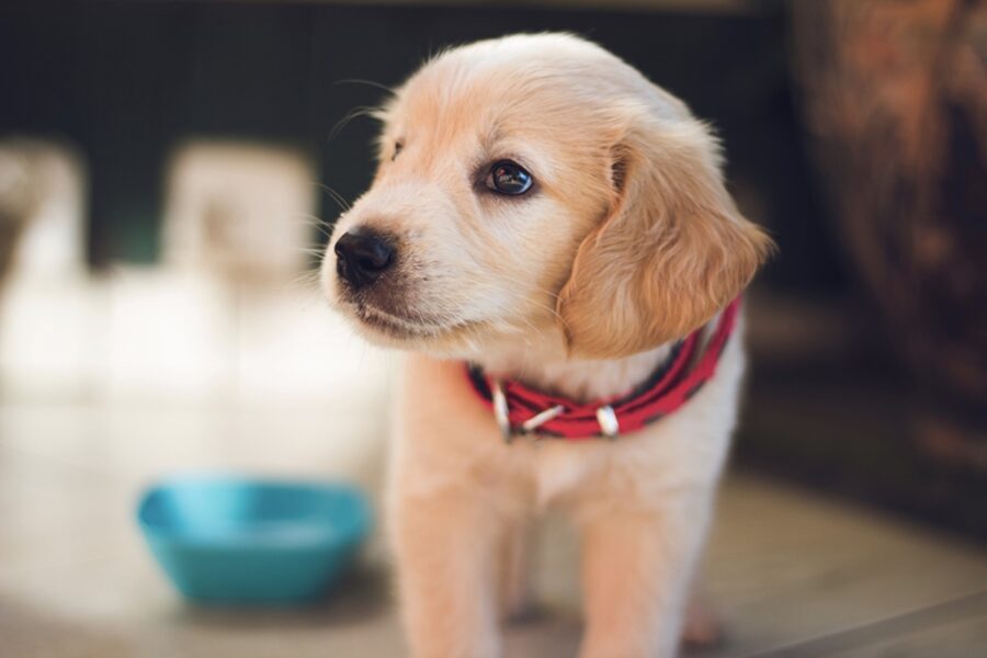 cucciolo di cane