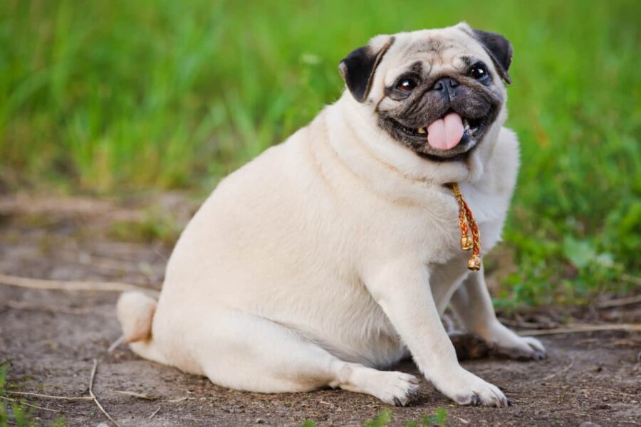 cane carlino obeso