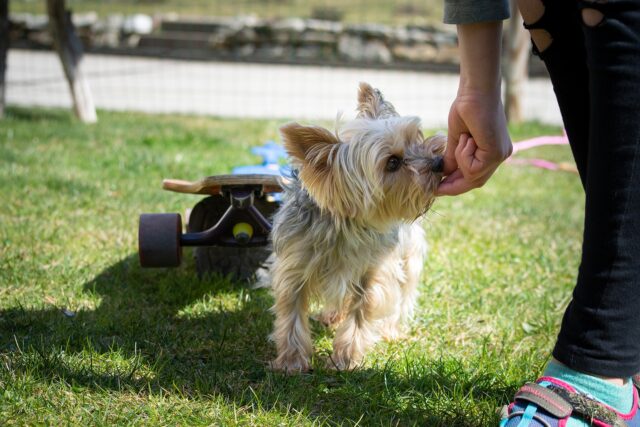 Scegliere un dog sitter: buone norme e consigli utili