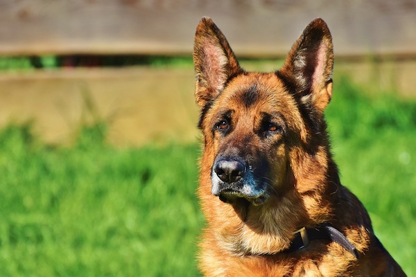 Posizione della testa del cane: cosa ci sta dicendo Fido?