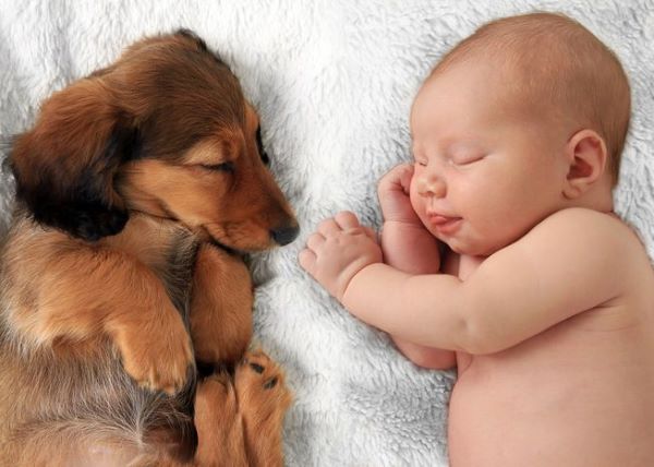 Segnali di dominio del cane con i bambini