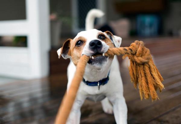 segnali di dominio del cane con i giochi 