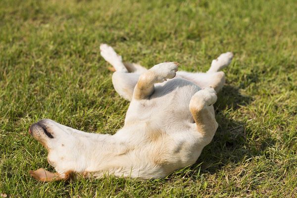 Comuni segnali di sottomissione del cane