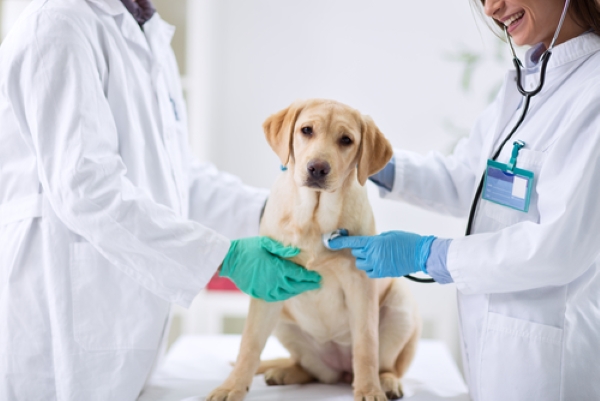 Infertilità, controllo dal veterinario 